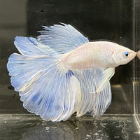 the-fish-farm Male Betta Male Betta - One Only - 5 Choose your favourite Male Betta from The Fish Farm Australia