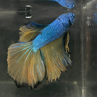 the-fish-farm Male Betta Male Betta - One Only - 5 Choose your favourite Male Betta from The Fish Farm Australia