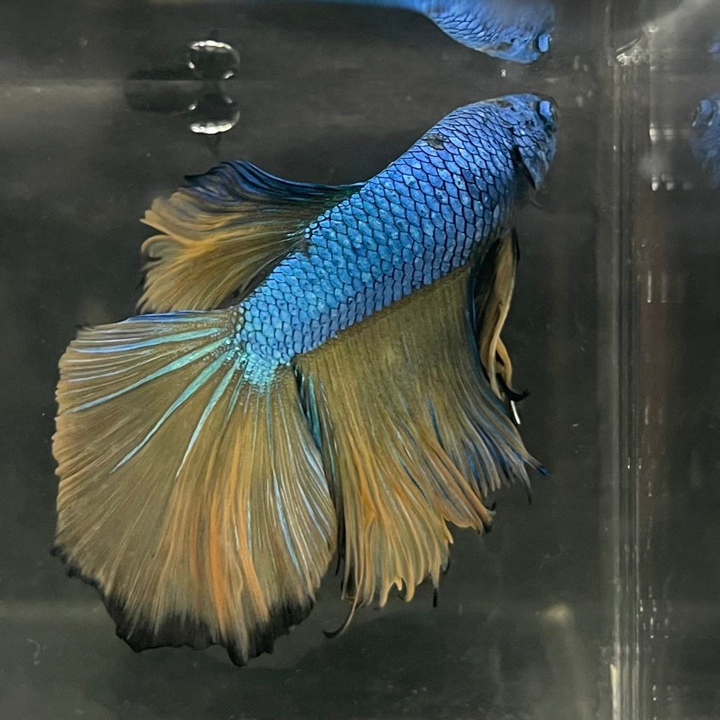 the-fish-farm Male Betta Male Betta - One Only - 5 Choose your favourite Male Betta from The Fish Farm Australia
