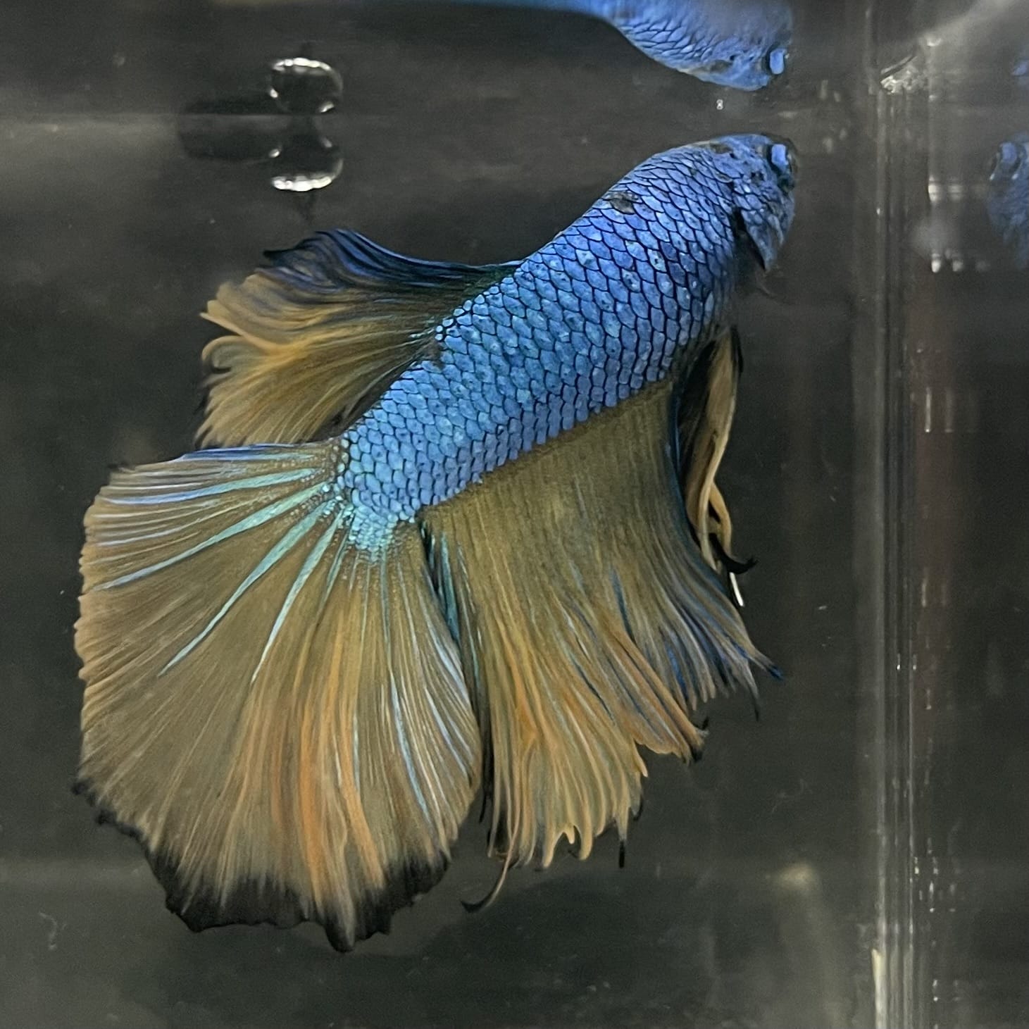 the-fish-farm Male Betta Male Betta - One Only - 5 Choose your favourite Male Betta from The Fish Farm Australia