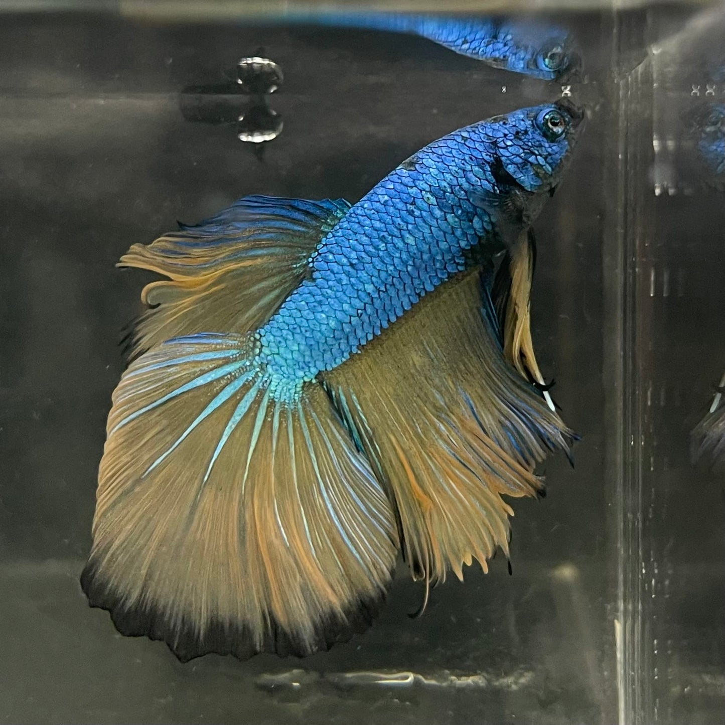 the-fish-farm Male Betta Male Betta - One Only - 5 Choose your favourite Male Betta from The Fish Farm Australia