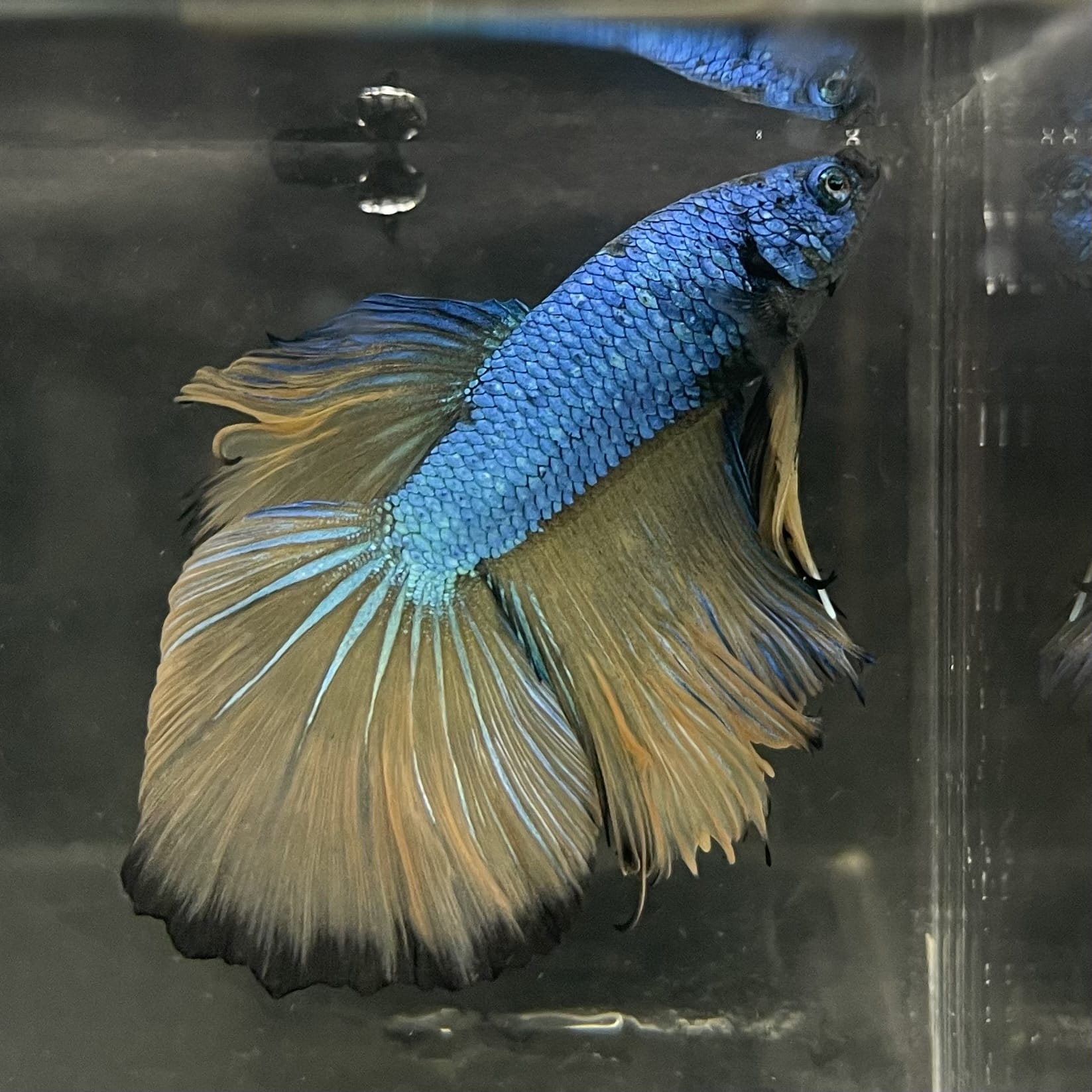the-fish-farm Male Betta Male Betta - One Only - 5 Choose your favourite Male Betta from The Fish Farm Australia