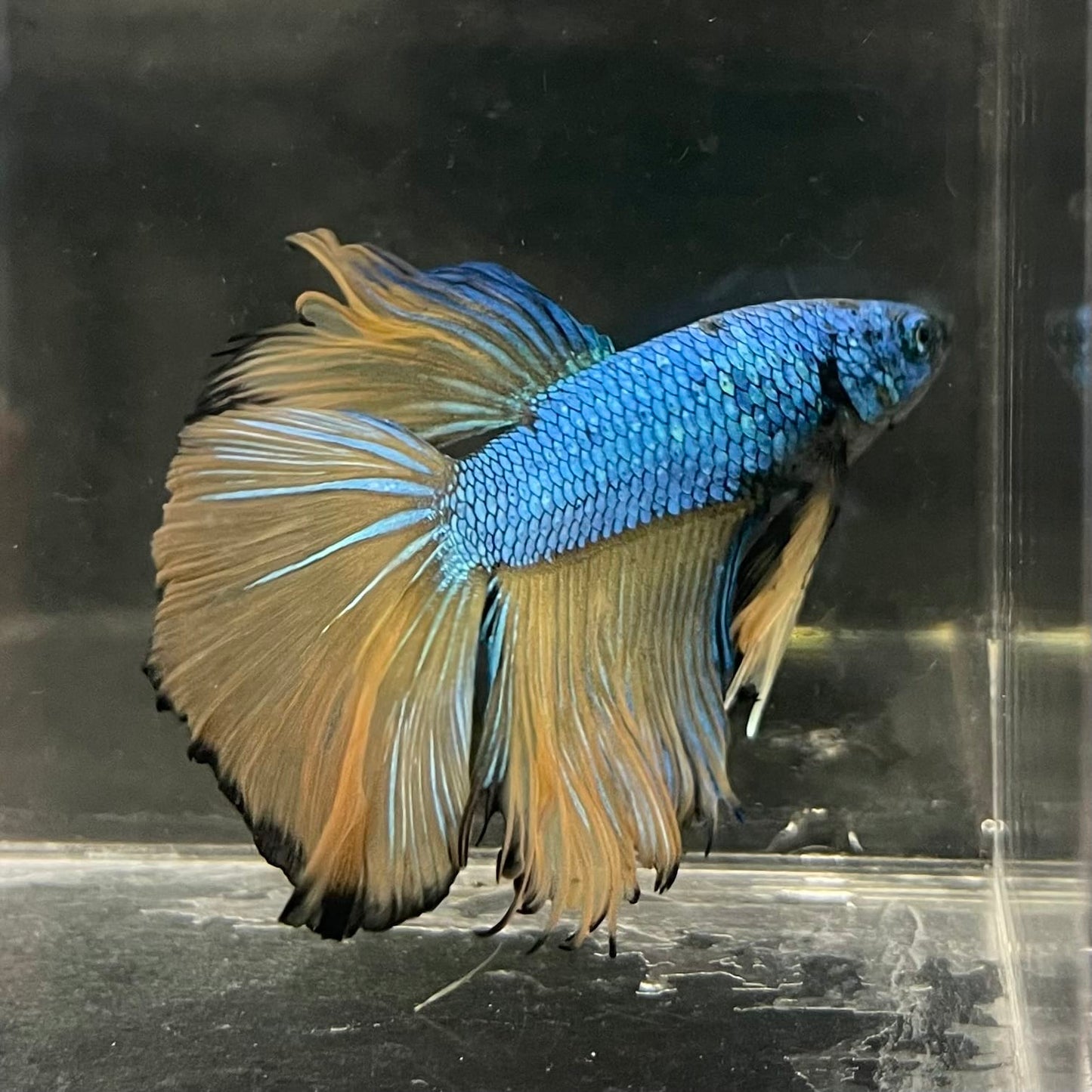 the-fish-farm Male Betta Male Betta - One Only - 5 Choose your favourite Male Betta from The Fish Farm Australia