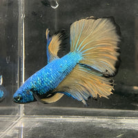 the-fish-farm Male Betta Male Betta - One Only - 5 Choose your favourite Male Betta from The Fish Farm Australia