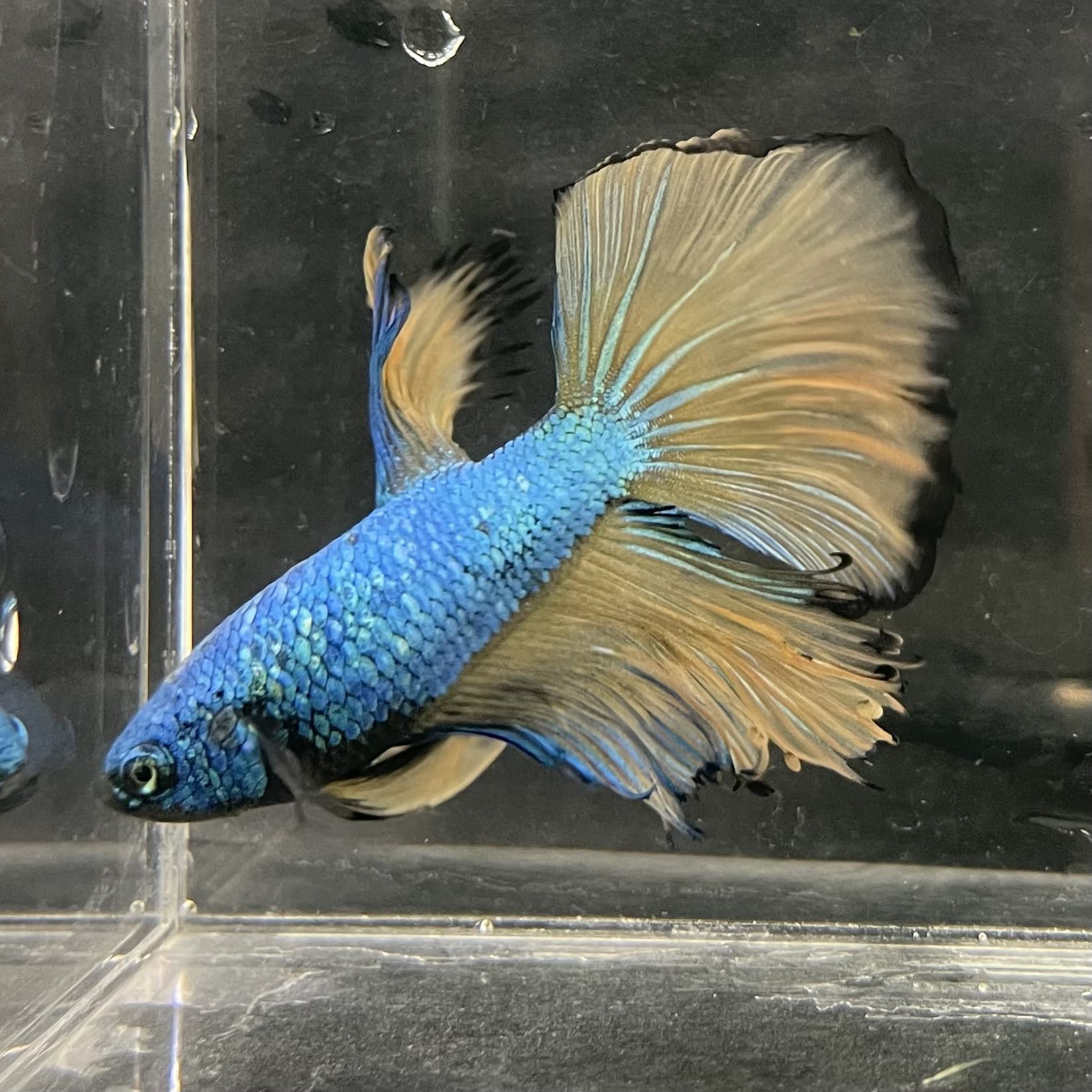 the-fish-farm Male Betta Male Betta - One Only - 5 Choose your favourite Male Betta from The Fish Farm Australia