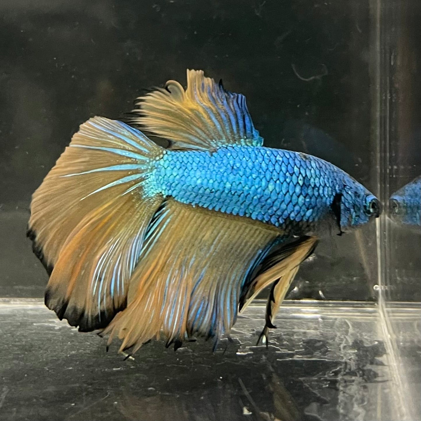 the-fish-farm Male Betta Male Betta - One Only - 5 Choose your favourite Male Betta from The Fish Farm Australia