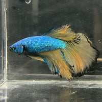 the-fish-farm Male Betta Male Betta - One Only - 5 Choose your favourite Male Betta from The Fish Farm Australia