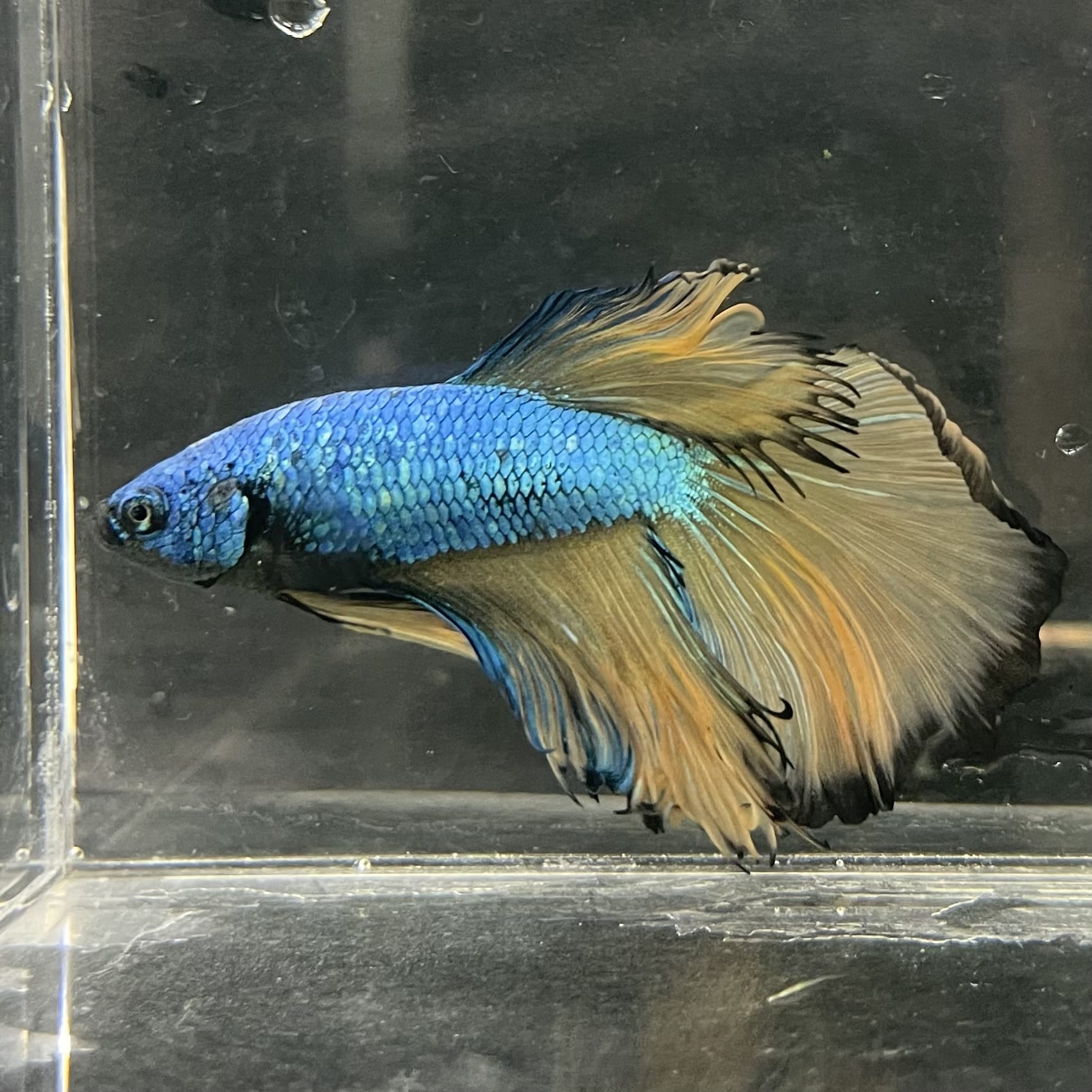 the-fish-farm Male Betta Male Betta - One Only - 5 Choose your favourite Male Betta from The Fish Farm Australia
