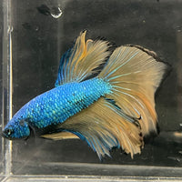 the-fish-farm Male Betta Male Betta - One Only - 5 Choose your favourite Male Betta from The Fish Farm Australia