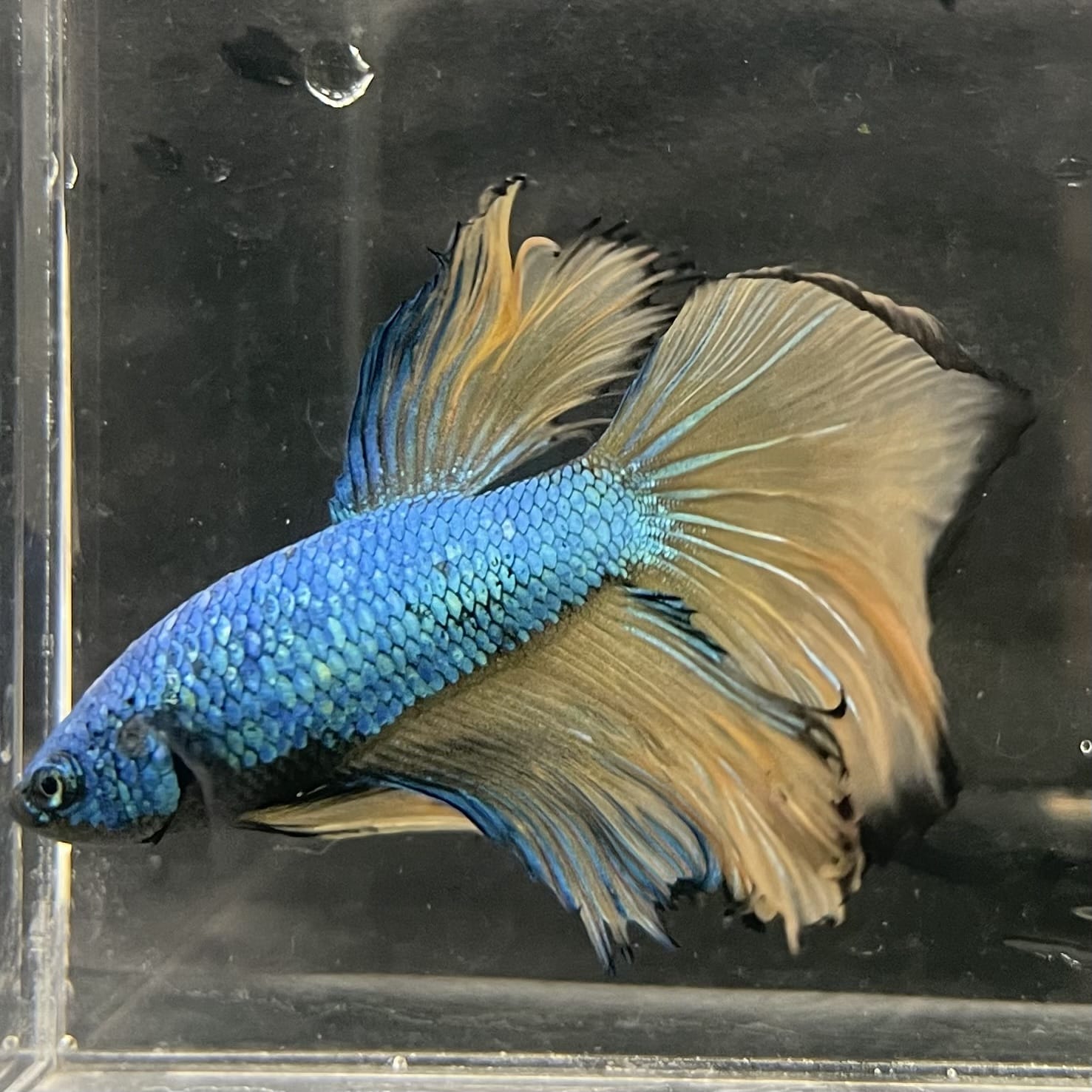 the-fish-farm Male Betta Male Betta - One Only - 5 Choose your favourite Male Betta from The Fish Farm Australia