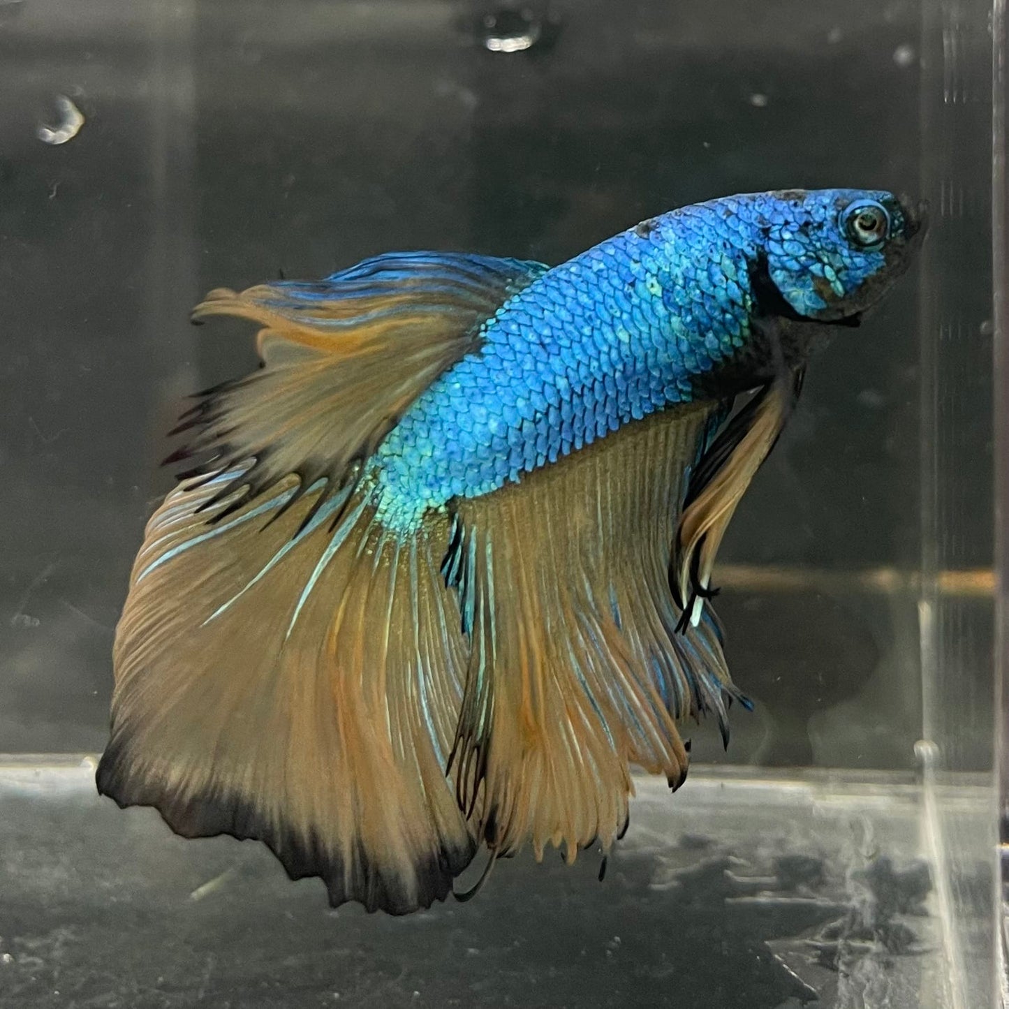 the-fish-farm Male Betta Male Betta - One Only - 5 Choose your favourite Male Betta from The Fish Farm Australia