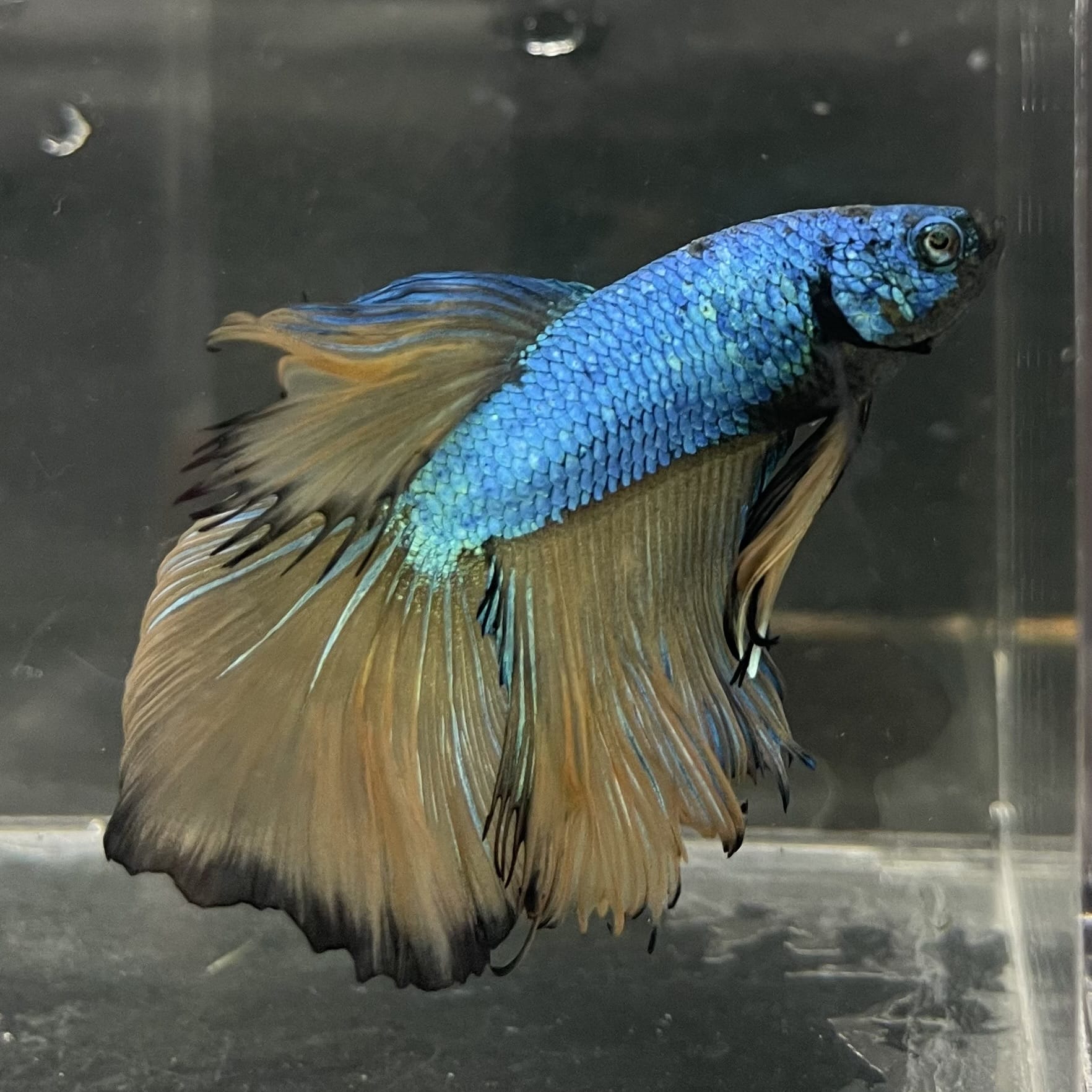 the-fish-farm Male Betta Male Betta - One Only - 5 Choose your favourite Male Betta from The Fish Farm Australia