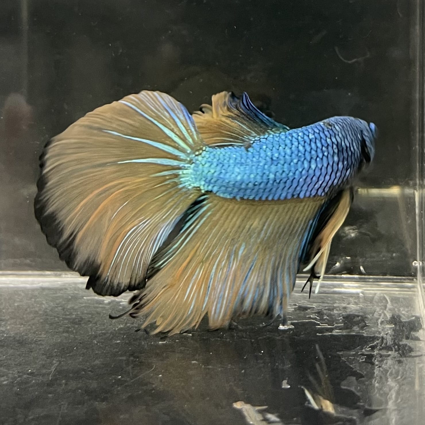 the-fish-farm Male Betta Male Betta - One Only - 5 Choose your favourite Male Betta from The Fish Farm Australia