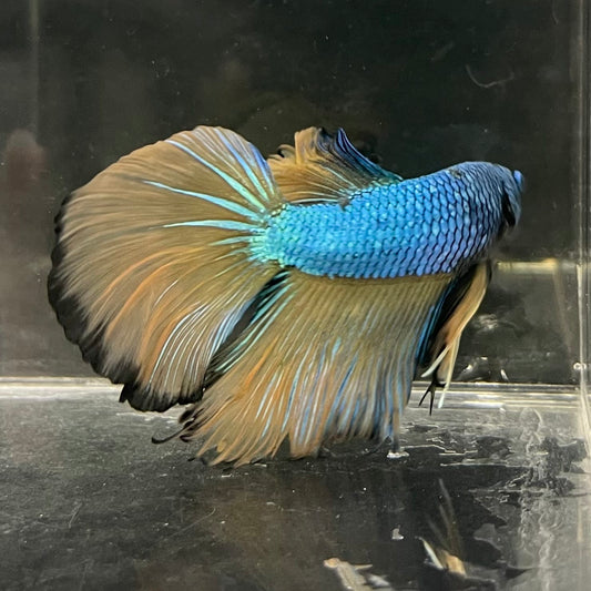 the-fish-farm Male Betta Male Betta - One Only - 5 Choose your favourite Male Betta from The Fish Farm Australia