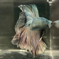 the-fish-farm Male Betta Male Betta - One Only - 5 Choose your favourite Male Betta from The Fish Farm Australia