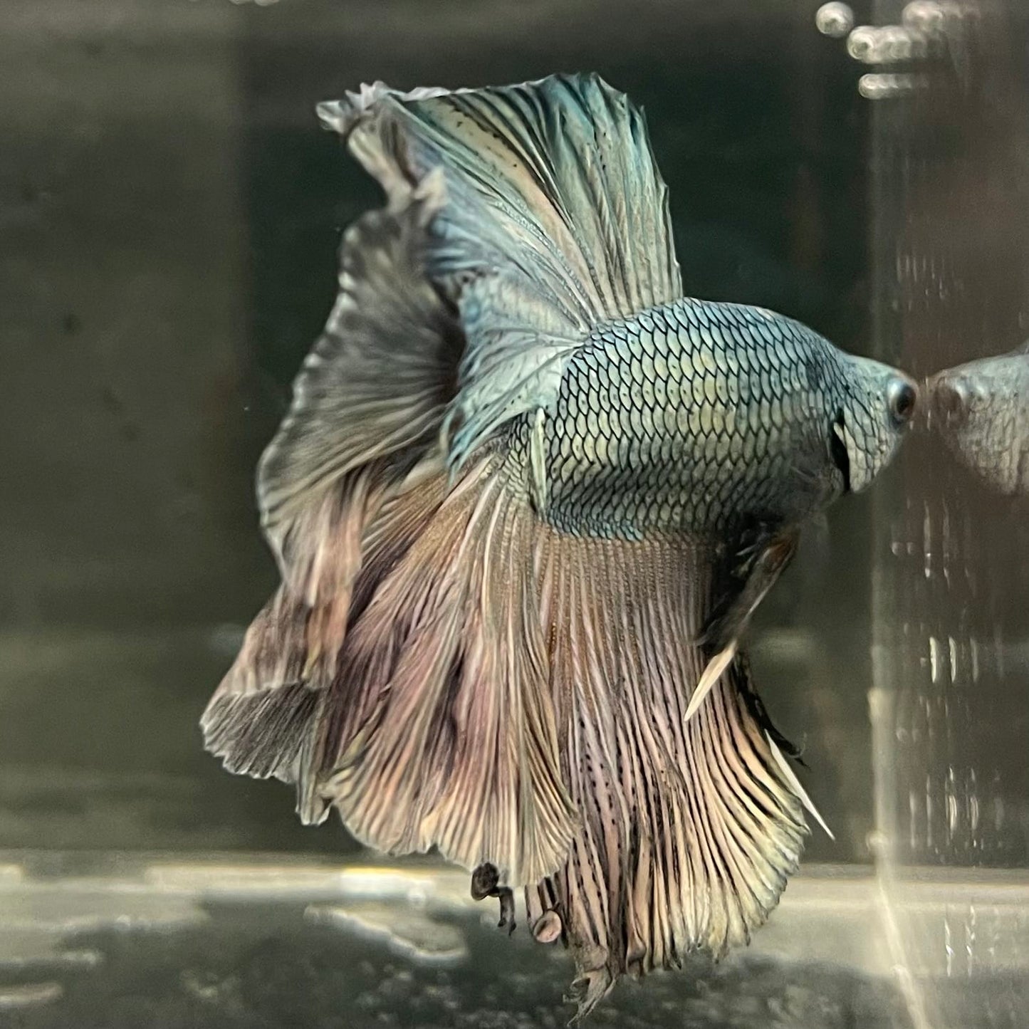 the-fish-farm Male Betta Male Betta - One Only - 5 Choose your favourite Male Betta from The Fish Farm Australia