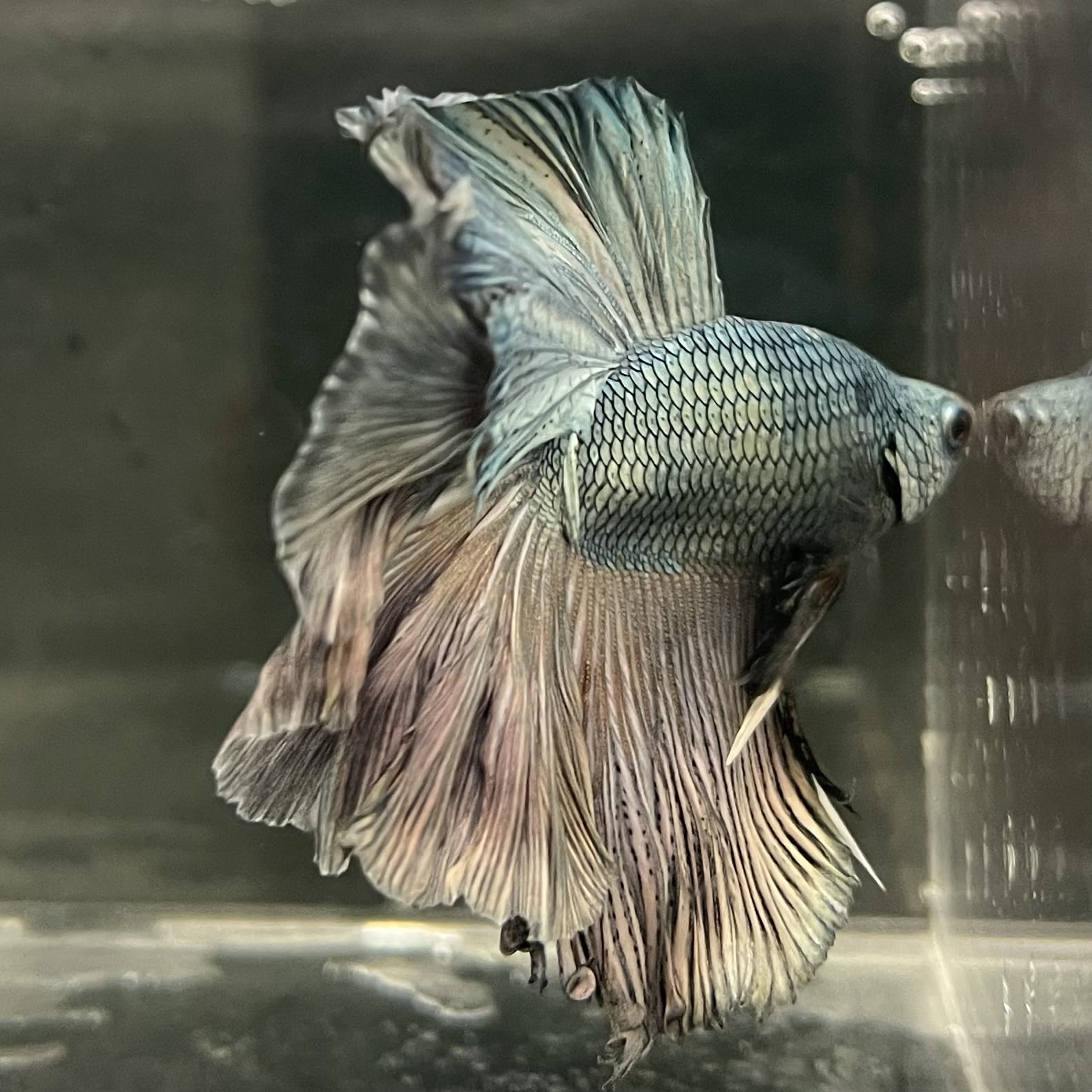 the-fish-farm Male Betta Male Betta - One Only - 5 Choose your favourite Male Betta from The Fish Farm Australia