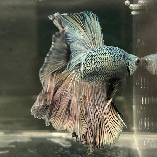 the-fish-farm Male Betta Male Betta - One Only - 5 Choose your favourite Male Betta from The Fish Farm Australia