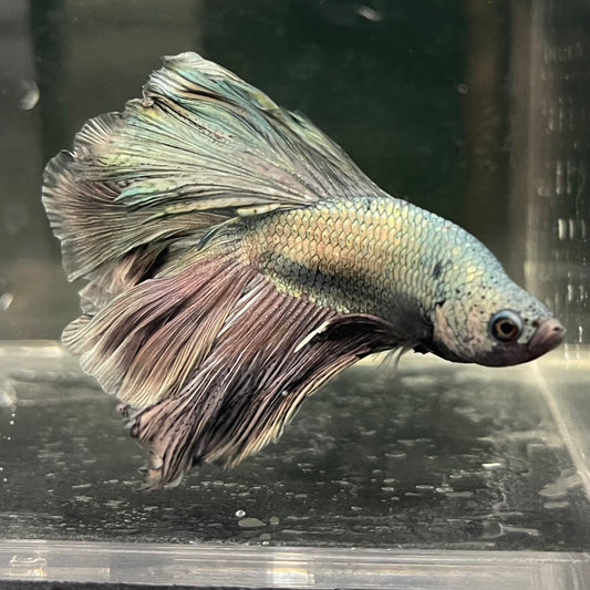 the-fish-farm Male Betta Male Betta - One Only - 5 Choose your favourite Male Betta from The Fish Farm Australia