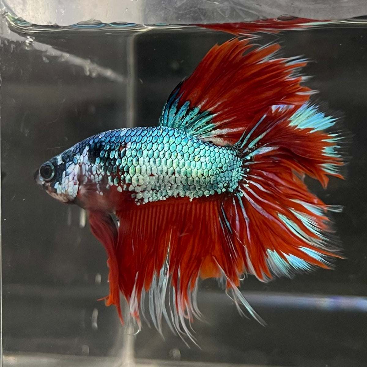 the-fish-farm Male Betta Male Betta - One Only - 5 Choose your favourite Male Betta from The Fish Farm Australia