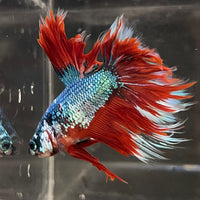 the-fish-farm Male Betta Male Betta - One Only - 5 Choose your favourite Male Betta from The Fish Farm Australia