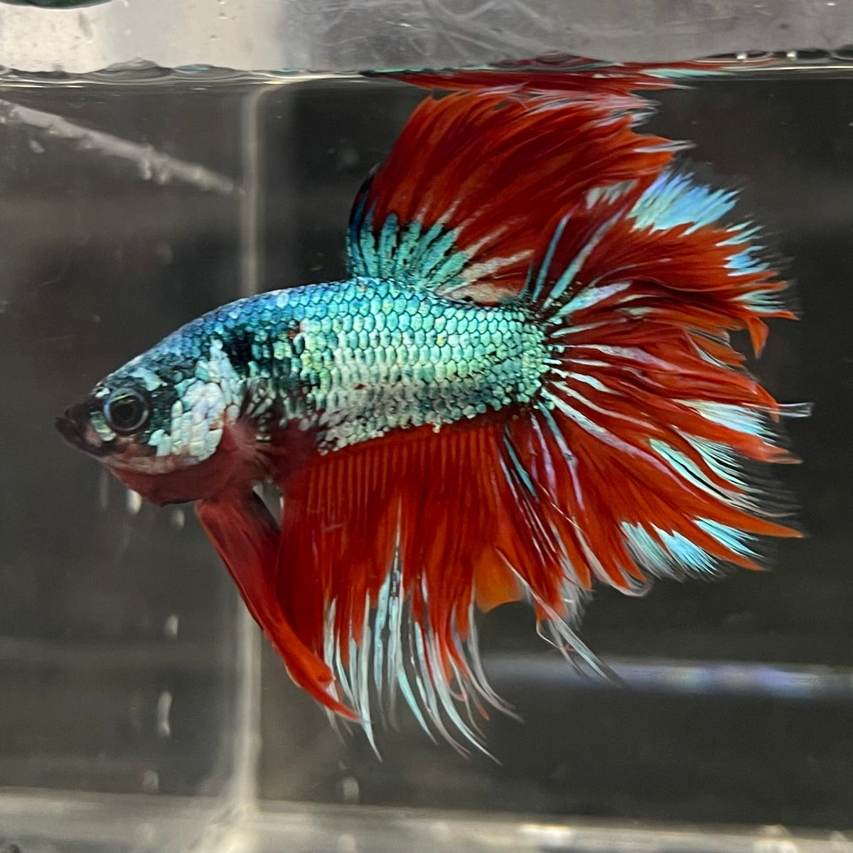 the-fish-farm Male Betta Male Betta - One Only - 5 Choose your favourite Male Betta from The Fish Farm Australia