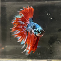 the-fish-farm Male Betta Male Betta - One Only - 5 Choose your favourite Male Betta from The Fish Farm Australia