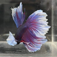 the-fish-farm Male Betta Male Betta - One Only - 5 Choose your favourite Male Betta from The Fish Farm Australia
