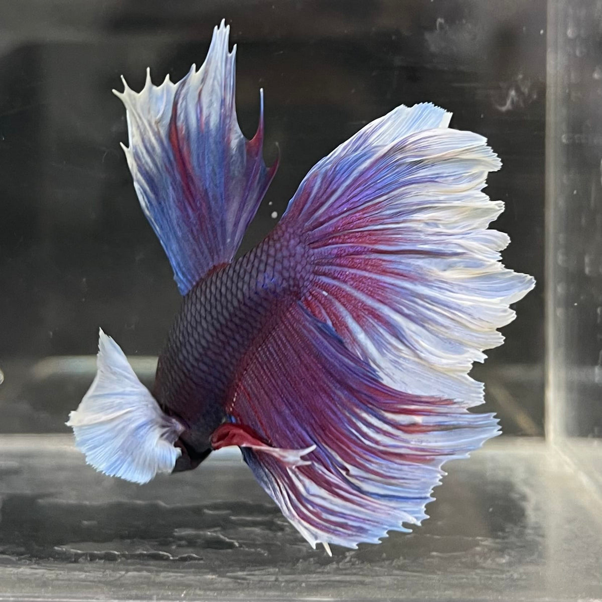 the-fish-farm Male Betta Male Betta - One Only - 5 Choose your favourite Male Betta from The Fish Farm Australia