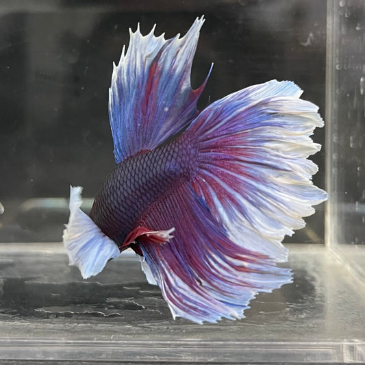 the-fish-farm Male Betta Male Betta - One Only - 5 Choose your favourite Male Betta from The Fish Farm Australia