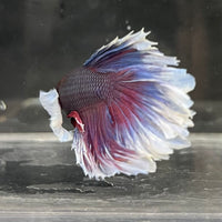 the-fish-farm Male Betta Male Betta - One Only - 5 Choose your favourite Male Betta from The Fish Farm Australia