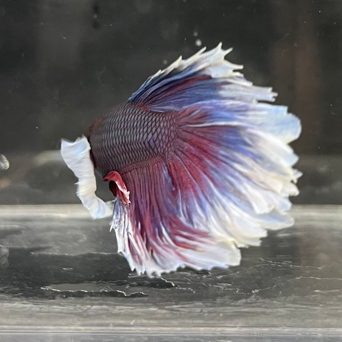 the-fish-farm Male Betta Male Betta - One Only - 5 Choose your favourite Male Betta from The Fish Farm Australia