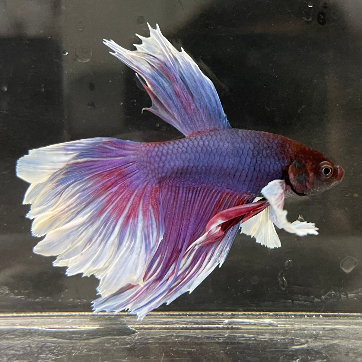the-fish-farm Male Betta Male Betta - One Only - 5 Choose your favourite Male Betta from The Fish Farm Australia