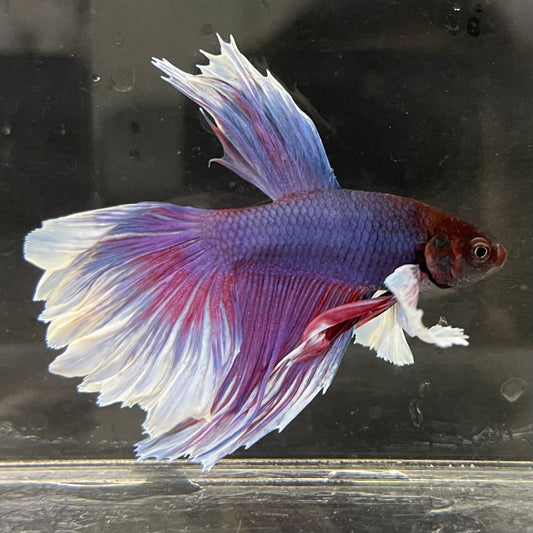 the-fish-farm Male Betta Male Betta - One Only - 5 Choose your favourite Male Betta from The Fish Farm Australia
