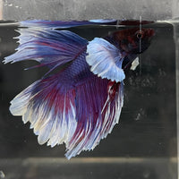 the-fish-farm Male Betta Male Betta - One Only - 5 Choose your favourite Male Betta from The Fish Farm Australia
