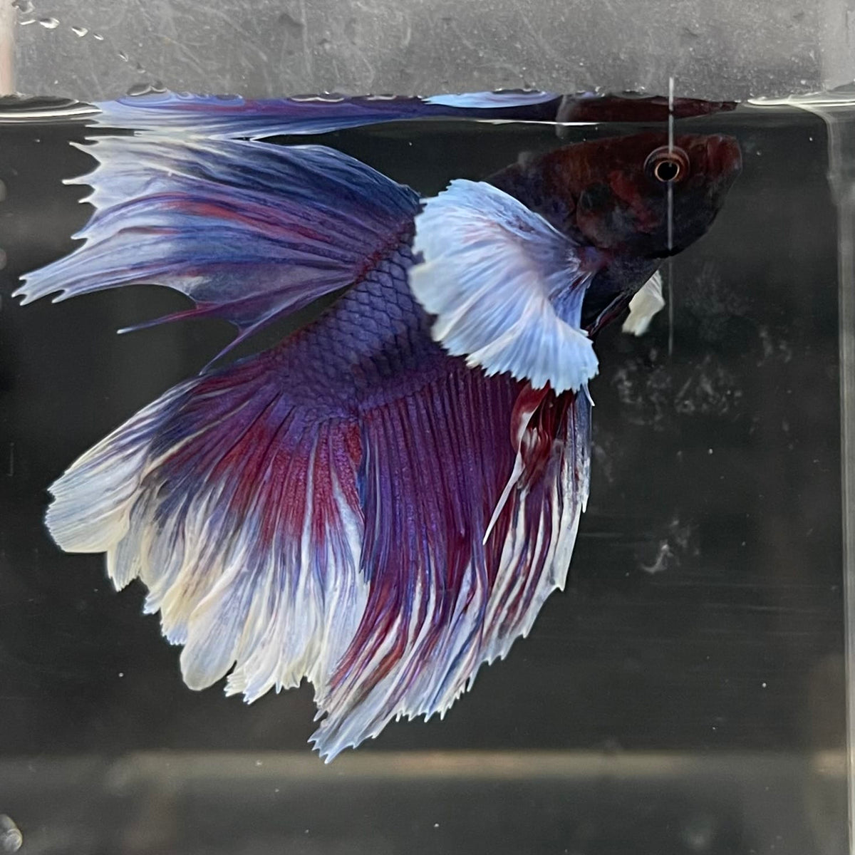 the-fish-farm Male Betta Male Betta - One Only - 5 Choose your favourite Male Betta from The Fish Farm Australia