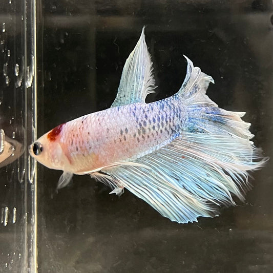 the-fish-farm Male Betta Male Betta - One Only - 5 Choose your favourite Male Betta from The Fish Farm Australia