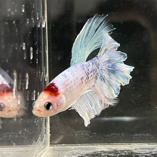 the-fish-farm Male Betta Male Betta - One Only - 5 Choose your favourite Male Betta from The Fish Farm Australia
