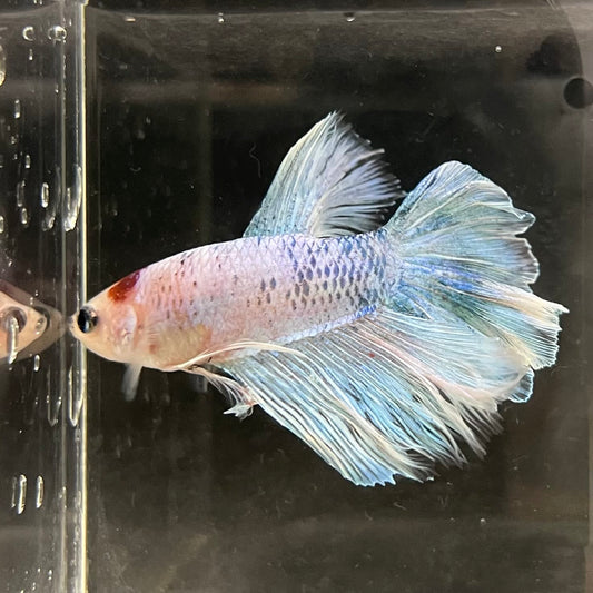 the-fish-farm Male Betta Male Betta - One Only - 5 Choose your favourite Male Betta from The Fish Farm Australia