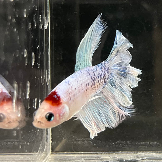 the-fish-farm Male Betta Male Betta - One Only - 5 Choose your favourite Male Betta from The Fish Farm Australia