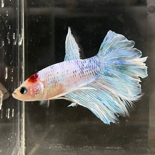 the-fish-farm Male Betta Male Betta - One Only - 5 Choose your favourite Male Betta from The Fish Farm Australia