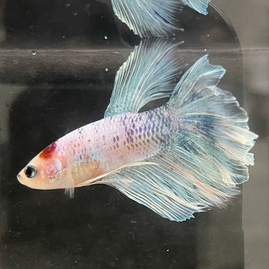 the-fish-farm Male Betta Male Betta - One Only - 5 Choose your favourite Male Betta from The Fish Farm Australia