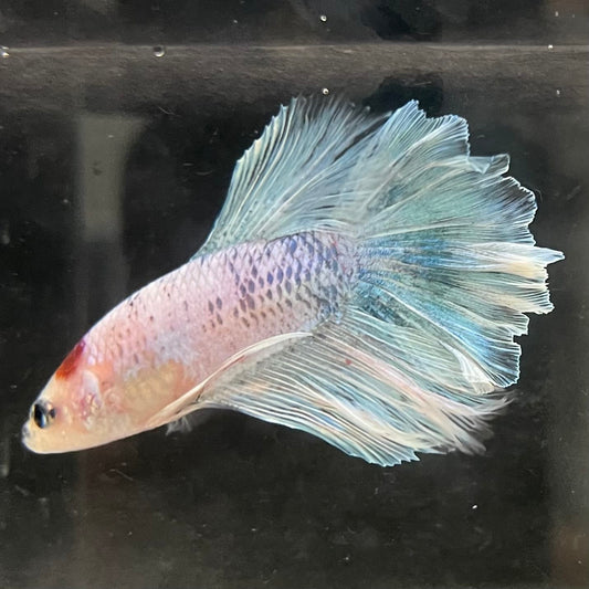 the-fish-farm Male Betta Male Betta - One Only - 5 Choose your favourite Male Betta from The Fish Farm Australia
