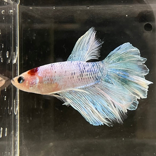 the-fish-farm Male Betta Male Betta - One Only - 5 Choose your favourite Male Betta from The Fish Farm Australia