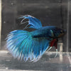 the-fish-farm Male Betta Male Betta - One Only - 6 Choose your favourite Male Betta from The Fish Farm Australia