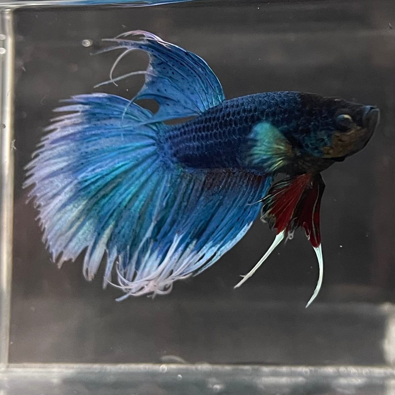 the-fish-farm Male Betta Male Betta - One Only - 6 Choose your favourite Male Betta from The Fish Farm Australia