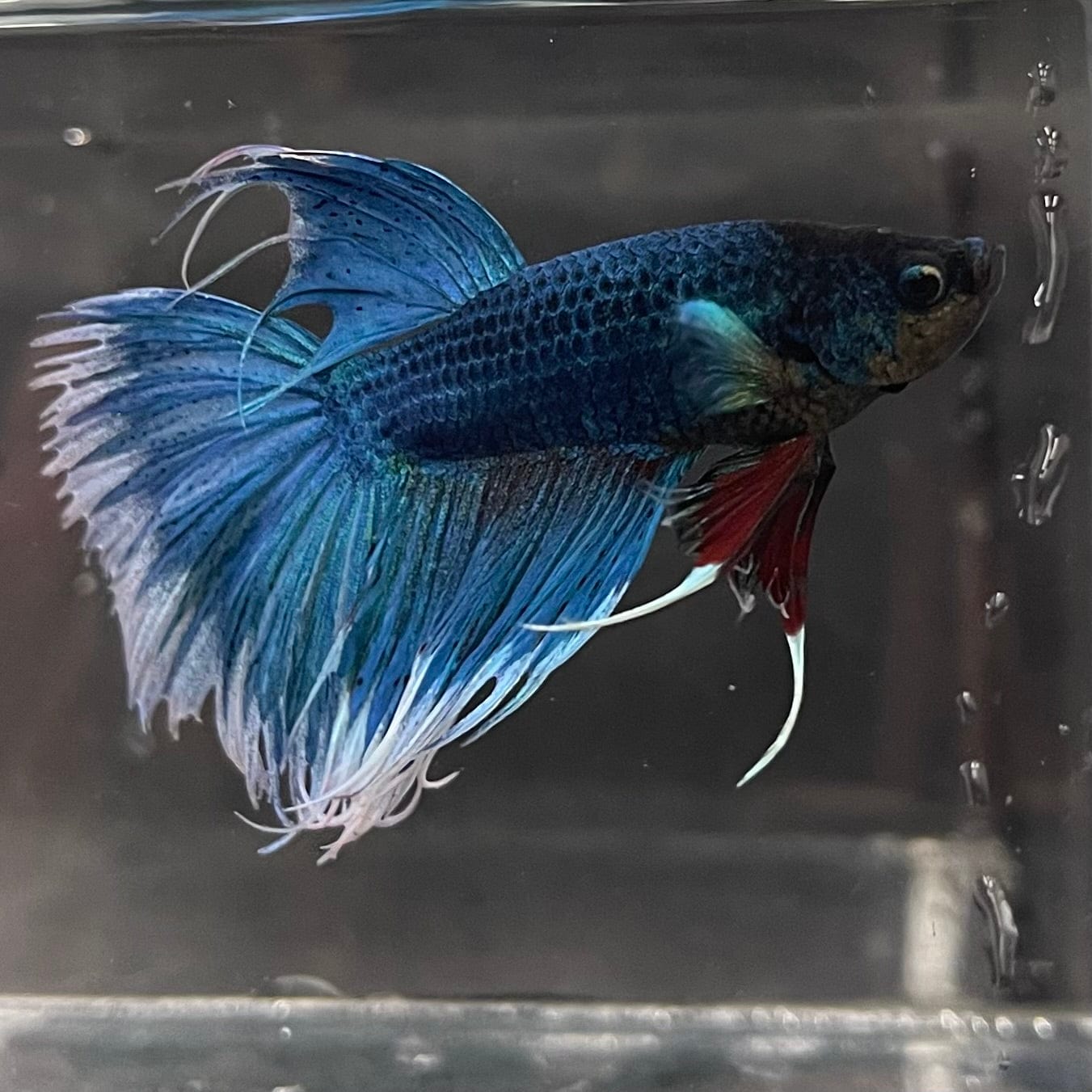 the-fish-farm Male Betta Male Betta - One Only - 6 Choose your favourite Male Betta from The Fish Farm Australia