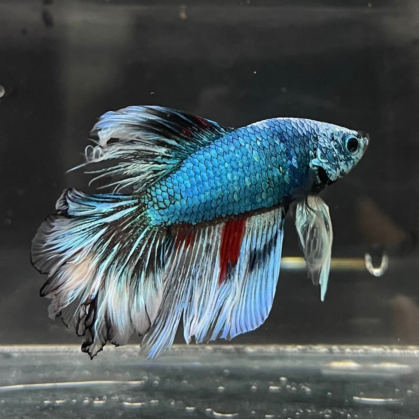 the-fish-farm Male Betta Male Betta - One Only - 6 Choose your favourite Male Betta from The Fish Farm Australia