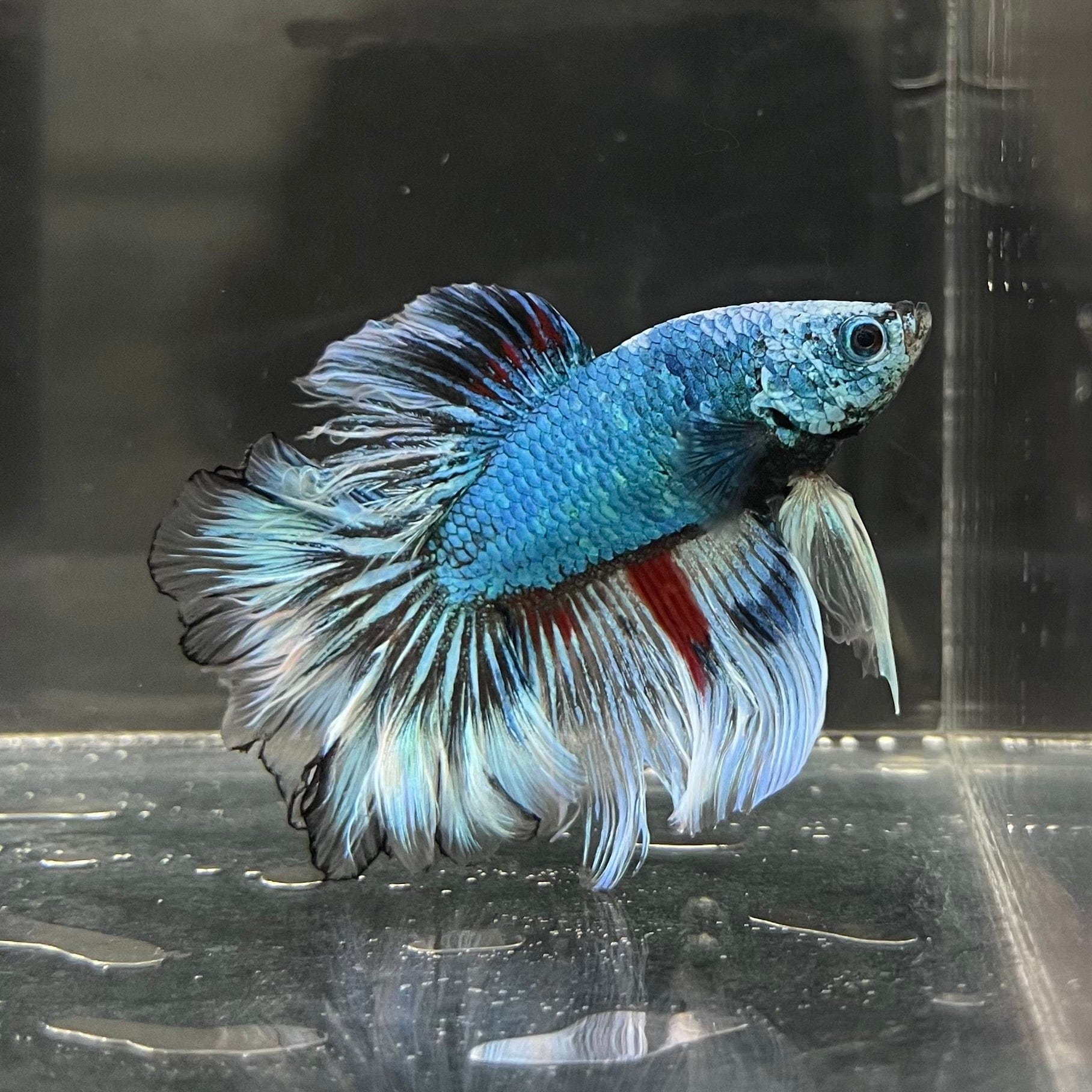 the-fish-farm Male Betta Male Betta - One Only - 6 Choose your favourite Male Betta from The Fish Farm Australia