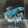 the-fish-farm Male Betta Male Betta - One Only - 6 Choose your favourite Male Betta from The Fish Farm Australia